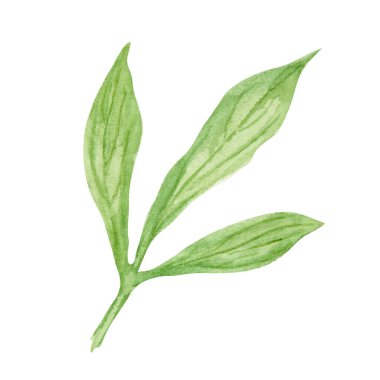 Şakayık, suluboya elle çizilmiş resim bırakır. Gerçekçi botanik klipsi, çiçek aranjmanı. Çin ulusal sembolü. Kart tasarımı için mükemmel, düğün davetiyesi, baskı, tekstil, paketleme