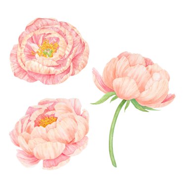 Şeftalili suluboya el çizimleri. Gerçekçi çiçek iklimi, çiçek aranjmanı. Çin ulusal sembolü. Kart tasarımı, düğün davetiyesi, parmak izi, tekstil için mükemmel.