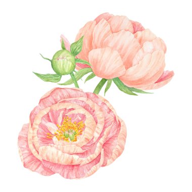 Şeftalili şakayıklı suluboya el çizimi. Gerçekçi çiçek iklimi, çiçek aranjmanı. Çin ulusal sembolü. Kart tasarımı için mükemmel, düğün davetiyesi, parmak izi, tekstil, paketleme.