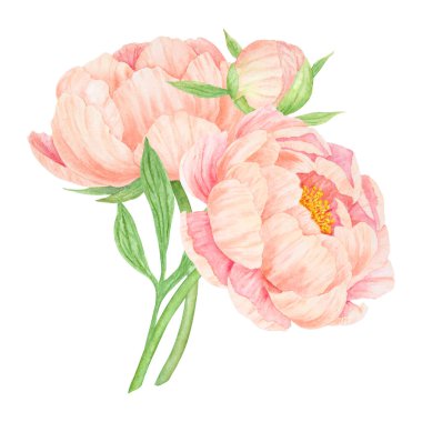 Şeftalili şakayıklı suluboya el çizimi. Gerçekçi çiçek iklimi, çiçek aranjmanı. Çin ulusal sembolü. Kart tasarımı için mükemmel, düğün davetiyesi, parmak izi, tekstil, paketleme.
