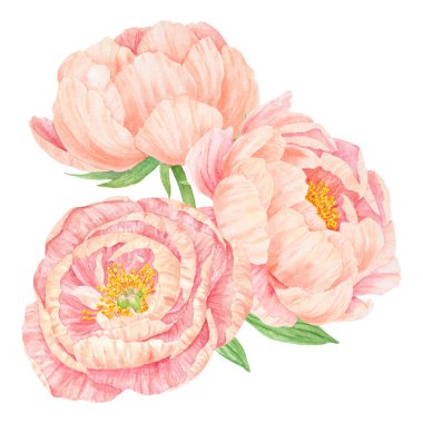 Şeftalili şakayıklı suluboya el çizimi. Gerçekçi çiçek iklimi, çiçek aranjmanı. Çin ulusal sembolü. Kart tasarımı için mükemmel, düğün davetiyesi, parmak izi, tekstil, paketleme.