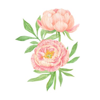 Şeftalili şakayıklı suluboya el çizimi. Gerçekçi çiçek iklimi, çiçek aranjmanı. Çin ulusal sembolü. Kart tasarımı için mükemmel, düğün davetiyesi, parmak izi, tekstil, paketleme.