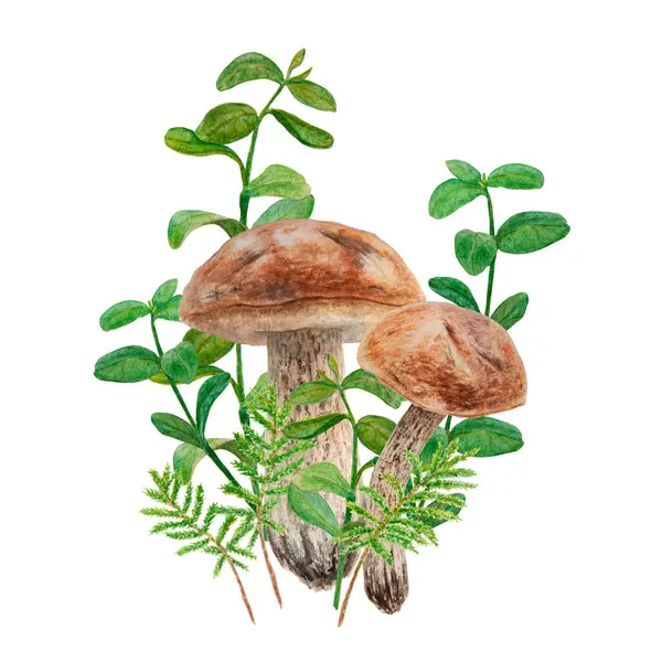 Cogumelos Selvagens Musgo Aquarela Desenhado Mão Ilustração Botânica Realista Boleto Fotos De Bancos De Imagens