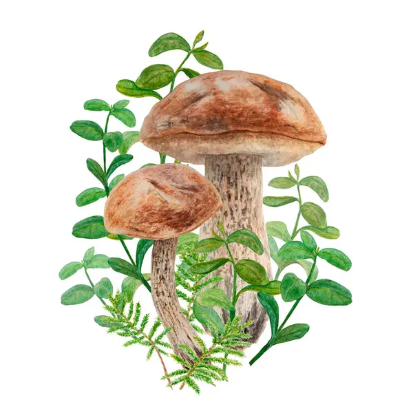 Cogumelos Selvagens Musgo Aquarela Desenhado Mão Ilustração Botânica Realista Boleto Imagens De Bancos De Imagens