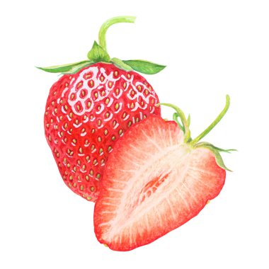 Kırmızı çilekli el suluboya çizimi. Lezzetli yemek sanatı, taze botanik gerçekçi resim. Lokanta, kafe menüsü, tarım ürünleri paketi, vejetaryen...