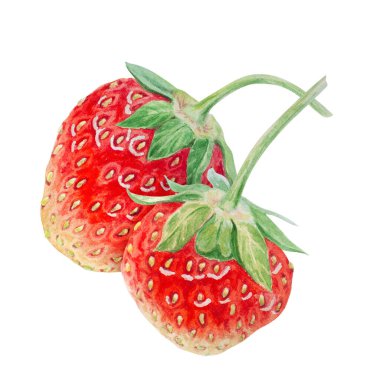 Kırmızı çilekli el suluboya çizimi. Lezzetli yemek sanatı, taze botanik gerçekçi resim. Lokanta, kafe menüsü, tarım ürünleri paketi, vejetaryen...