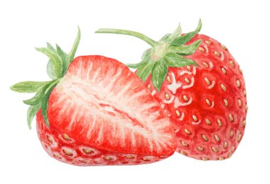 Kırmızı çilekli el suluboya çizimi. Lezzetli yemek sanatı, taze botanik gerçekçi resim. Lokanta, kafe menüsü, tarım ürünleri paketi, vejetaryen...