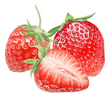 Kırmızı çilekli el suluboya çizimi. Lezzetli yemek sanatı, taze botanik gerçekçi resim. Lokanta, kafe menüsü, tarım ürünleri paketi, vejetaryen...