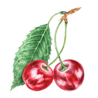 Kırmızı kiraz. Sulu el çizimi suluboya çizimi. Lezzetli yemek sanatı, taze botanik gerçekçi resim. Restoran menüsü için yaz meyvesi tırpanı, tarım ürünlerinin ambalajı, vegan ürünleri