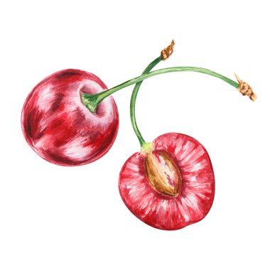 Kırmızı kiraz. Sulu el çizimi suluboya çizimi. Lezzetli yemek sanatı, taze botanik gerçekçi resim. Restoran menüsü, kafe baskıları, tarım ürünlerinin ambalajı, vegan...