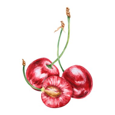 Kırmızı kiraz. Sulu el çizimi suluboya çizimi. Lezzetli yemek sanatı, taze botanik gerçekçi resim. Restoran menüsü, kafe baskıları, tarım ürünlerinin ambalajı, vegan...