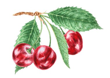 Kırmızı kiraz. Sulu el çizimi suluboya çizimi. Lezzetli yemek sanatı, taze botanik gerçekçi resim. Restoran menüsü için yaz meyvesi tırpanı, tarım ürünlerinin ambalajı, vegan ürünleri