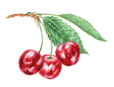 Kırmızı kiraz. Sulu el çizimi suluboya çizimi. Lezzetli yemek sanatı, taze botanik gerçekçi resim. Restoran menüsü için yaz meyvesi tırpanı, tarım ürünlerinin ambalajı, vegan ürünleri
