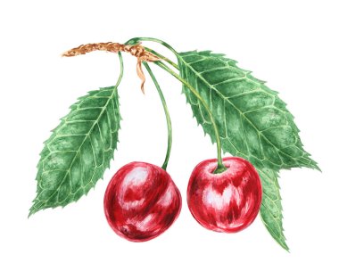 Kırmızı kiraz. Sulu el çizimi suluboya çizimi. Lezzetli yemek sanatı, taze botanik gerçekçi resim. Restoran menüsü için yaz meyvesi tırpanı, tarım ürünlerinin ambalajı, vegan ürünleri
