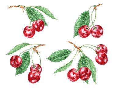 Kırmızı kiraz. Sulu el çizimi suluboya çizimi. Lezzetli yemek sanatı, taze botanik gerçekçi resim. Restoran menüsü için yaz meyvesi tırpanı, tarım ürünlerinin ambalajı, vegan ürünleri