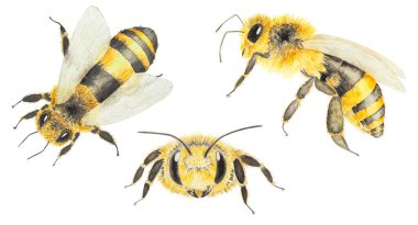 Bal arıları, yaban arıları. Suluboya el çizimi çizimi. İzole edilmiş, klipsli sanat. Çizim baskılar, çıkartmalar, arıcılık ürünleri paketleme tasarımı, spa tedavileri, kozmetik ürünleri için uygundur.