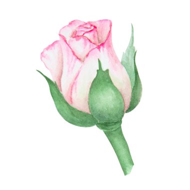 Açık pembe gül. Suluboya botanik illüstrasyon. El yapımı şarjör, kesilmiş ve izole edilmiş. Hassas düğün baskıları, davetiyeler, kartlar için gerçekçi çiçek çizimi. Romantik tasarım ögesi