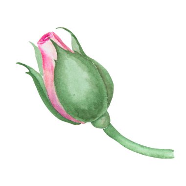 Açık pembe gül. Suluboya botanik illüstrasyon. El yapımı şarjör, kesilmiş ve izole edilmiş. Hassas düğün baskıları, davetiyeler, kartlar için gerçekçi çiçek çizimi. Romantik tasarım ögesi