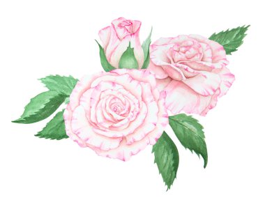 Açık pembe gül. Suluboya botanik illüstrasyon. El yapımı şarjör, kesilmiş ve izole edilmiş. Hassas düğün baskıları, davetiyeler, kartlar için gerçekçi çiçek çizimi. Romantik tasarım ögesi