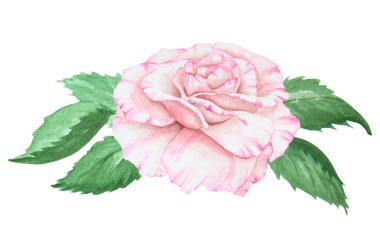 Açık pembe gül. Suluboya botanik illüstrasyon. El yapımı şarjör, kesilmiş ve izole edilmiş. Hassas düğün baskıları, davetiyeler, kartlar için gerçekçi çiçek çizimi. Romantik tasarım ögesi