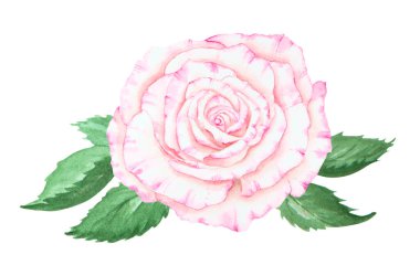 Açık pembe gül. Suluboya botanik illüstrasyon. El yapımı şarjör, kesilmiş ve izole edilmiş. Hassas düğün baskıları, davetiyeler, kartlar için gerçekçi çiçek çizimi. Romantik tasarım ögesi