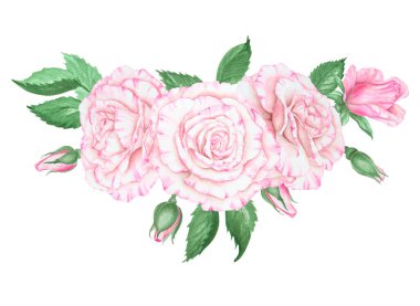 Açık pembe gül. Suluboya botanik illüstrasyon. El yapımı şarjör, kesilmiş ve izole edilmiş. Hassas düğün baskıları, davetiyeler, kartlar için gerçekçi çiçek çizimi. Romantik tasarım ögesi