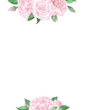 Açık pembe gül. Suluboya botanik illüstrasyon. El yapımı şarjör, kesilmiş ve izole edilmiş. Hassas düğün baskıları, davetiyeler, kartlar için gerçekçi çiçek çizimi. Romantik tasarım ögesi