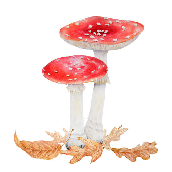 Red fly agaric. Watercolor hand drawn illustration. Realistic botanical Amanita muscaria mushroom clip art for eco goods, textiles, natural herbal medicine, healthy tea, cosmetics, homeopatic remedies
