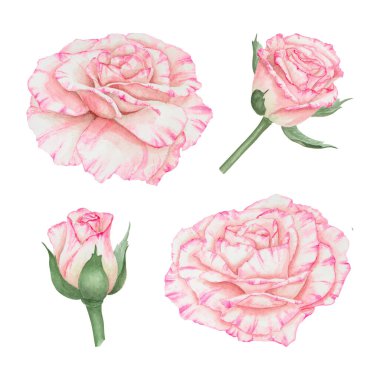 Açık pembe gül. Suluboya botanik illüstrasyon. El yapımı şarjör, kesilmiş ve izole edilmiş. Hassas düğün baskıları, davetiyeler, kartlar için gerçekçi çiçek çizimi. Romantik tasarım ögesi