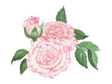 Açık pembe gül. Suluboya botanik illüstrasyon. El yapımı şarjör, kesilmiş ve izole edilmiş. Hassas düğün baskıları, davetiyeler, kartlar için gerçekçi çiçek çizimi. Romantik tasarım ögesi