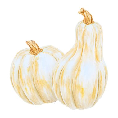 Portakal kabağı, kabak. İllüstrasyon toplayın. İzole edilmiş sonbahar sebzelerini kes. Botanik gerçekçi el çizimi suluboya resim. Cadılar Bayramı tasarım unsuru. Davetiyeler ve baskılar için uygun