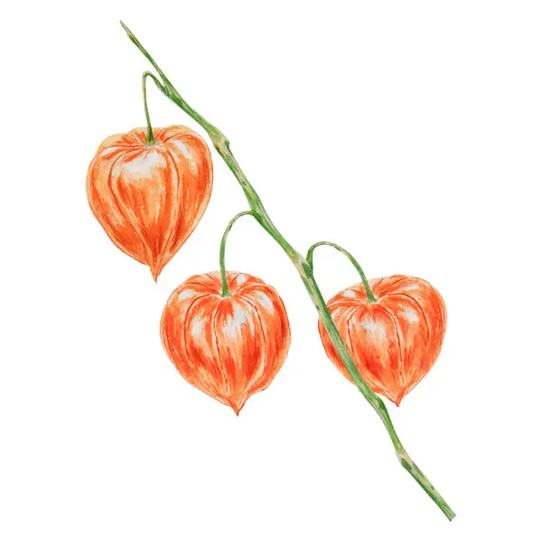 stock image Orange physalis. Branch of autumn plant. Watercolor hand drawn illustration. Cut out clipart. Fall colorful botanical illustration.