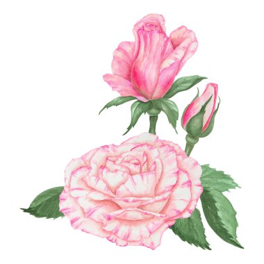 Açık pembe gül. Suluboya botanik illüstrasyon. El yapımı şarjör, kesilmiş ve izole edilmiş. Hassas düğün baskıları, davetiyeler, kartlar için gerçekçi çiçek çizimi. Romantik tasarım ögesi