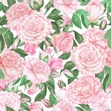 Açık pembe, pürüzsüz desen. Suluboya botanik illüstrasyon. Elle çizilmiş, kesilmiş ve izole edilmiş. Hassas düğün baskıları için gerçekçi çiçek çizimi, ambalaj kağıdı, arka plan.