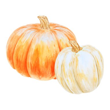 Turuncu ve beyaz balkabakları. Gerçekçi botanik resim. Kırsal tarzda. Elle çizilmiş suluboya resim, poster ve kart için sonbahar sebzeleri. Botanik renkli Clipart