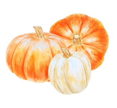 Turuncu ve beyaz balkabakları. Gerçekçi botanik resim. Kırsal tarzda. Elle çizilmiş suluboya resim, poster ve kart için sonbahar sebzeleri. Botanik renkli Clipart