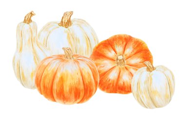 Turuncu ve beyaz balkabakları. Gerçekçi botanik resim. Kırsal tarzda. Elle çizilmiş suluboya resim, poster ve kart için sonbahar sebzeleri. Botanik renkli Clipart