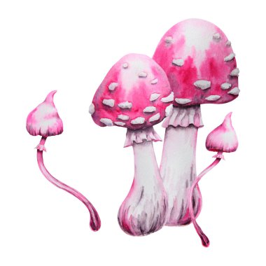 Pembe zehirli mantarlar, zehirli mantarlar, sineklik, Galerina marginata. Suluboya el çizimi izole bir illüstrasyondan çıkarıldı. Cadılar Bayramı için fantezi klip sanatı, cadı ayini, peri orman resimleri.