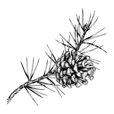 Çam dalları ve konilerinin detaylı el çizimi vektör çizimi. Gerçekçi mürekkep tasarımı, doğa için mükemmel, eko-temalı projeler, Noel süslemeleri ve botanik çizimleri