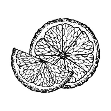 Yaz için mandalina narenciye dilimlerinin, tropikal tasarımların, mutfak dekorunun, gıda paketlemesinin, içeceklerin, Noel baskılarının ve kafeterya menüsü ve kokteyl için çiftlik meyvelerinin mürekkep çizimi.