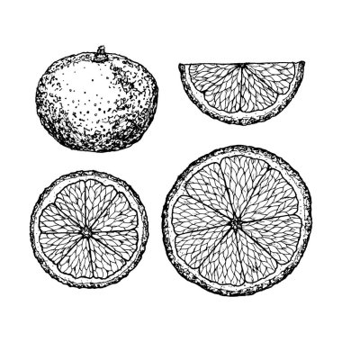 Yaz için mandalina narenciye dilimlerinin, tropikal tasarımların, mutfak dekorunun, gıda paketlemesinin, içeceklerin, Noel baskılarının ve kafeterya menüsü ve kokteyl için çiftlik meyvelerinin mürekkep çizimi.