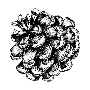 Çam, köknar, sedir konisi, ladin elması. Vektör çizimi, mürekkeple çizilmiş. Kozalaklı, yemyeşil orman ağacı elementi. Noel için dekoratif klip, Yeni Yıl baskıları, ekolojik ürünler, ambalaj.