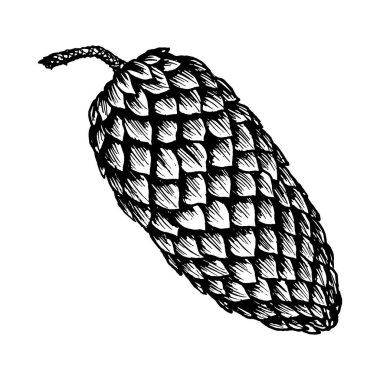 Koni, ladin elması, kozalak. Vektör çizimi, mürekkeple çizilmiş. Kozalaklı, yemyeşil orman ağacı elementi. Noel için dekoratif klip, Yeni Yıl baskıları, ekolojik ürünler, ambalaj.