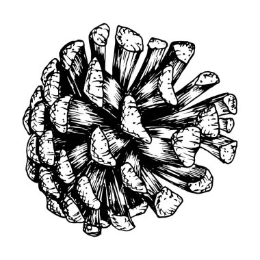 Çam, köknar, sedir konisi, ladin elması. Vektör çizimi, mürekkeple çizilmiş. Kozalaklı, yemyeşil orman ağacı elementi. Noel için dekoratif klip, Yeni Yıl baskıları, ekolojik ürünler, ambalaj.