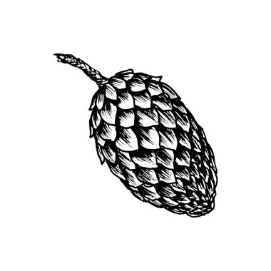 Koni, ladin elması, kozalak. Vektör çizimi, mürekkeple çizilmiş. Kozalaklı, yemyeşil orman ağacı elementi. Noel için dekoratif klip, Yeni Yıl baskıları, ekolojik ürünler, ambalaj.