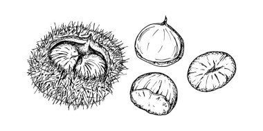 Dikenli bir kabuğun içindeki kestane. Karmaşık siyah-beyaz vektör el çizimi, doğal dokuyu vurgulayan detaylı çizgi çalışması. Mevsimlik ya da doğa temalı tasarımlar ve ekolojik ürünler için mükemmel