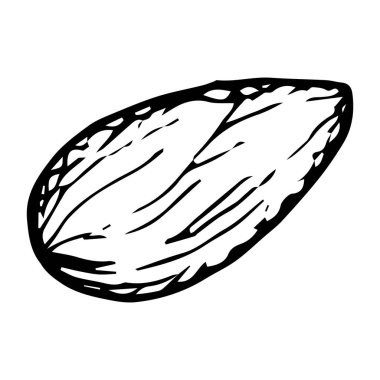 Tek bir kakule kabuğunun el çizimi vektör çizimi. Detaylı siyah çizgili badem çekirdeği. Mutfak, bitkisel ve doğal tasarımlar, baharat, aroma ve organik güzellik için mükemmel.