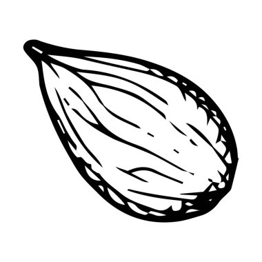 Tek bir kakule kabuğunun el çizimi vektör çizimi. Detaylı siyah çizgili badem çekirdeği. Mutfak, bitkisel ve doğal tasarımlar, baharat, aroma ve organik güzellik için mükemmel.
