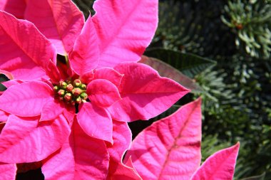 Parlak pembe noktalı çiçekler, yeşil köknar dallarının üzerinde canlı yapraklarla Noel ve tatil süslemelerini sembolize ediyor. Şenlikli bir ortam için doğal güneş ışığı altında yakalandılar.