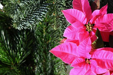 Canlı yeşil yaprakları ve yeşil köknar dalları olan parlak pembe noktalı noktalı çiçekler Noel dekorunu sembolize ediyor. Renklerin zıtlığı tatil temalı görüntülere sıcaklık ve neşe katar.